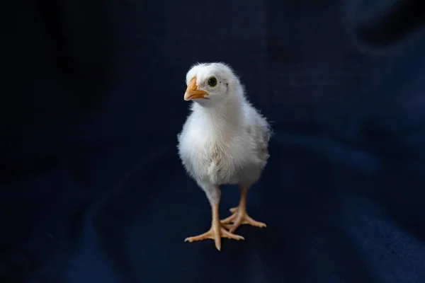 Μωρό Αμβούργο Κοτόπουλο Στέκεται Σκούρο Ύφασμα Μπλε Φόντο — Φωτογραφία Αρχείου