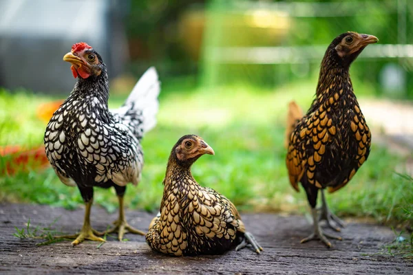 Üç Sebright Chicken akıllı direği açık hava arka bahçesinin ahşap zemininde öğleden sonra.