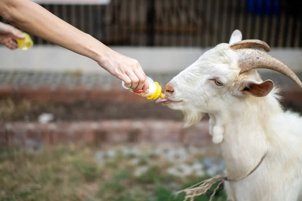 Beyaz Keçi Bir Şişe Sütle Insan Tarafından Besleniyor — Stok fotoğraf