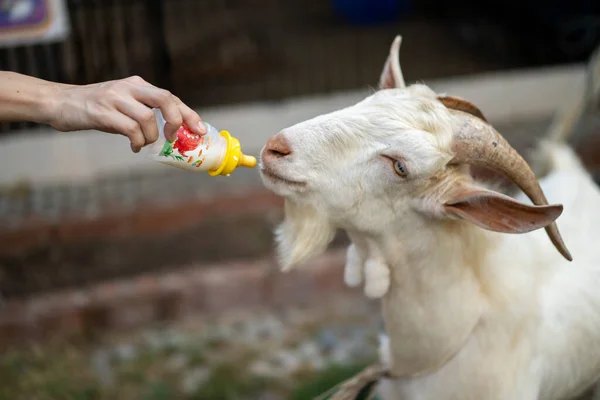 白ヤギはミルクの瓶を持つ人間によって供給されます — ストック写真