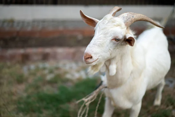 close up to the white goat\'s head on the grass field.