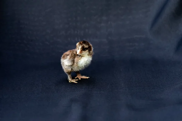 Baby Mini Cochin Chick Темно Синем Фоне Студийном Свете — стоковое фото