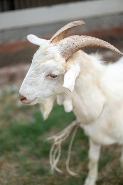 close up to the white goat\'s head on the grass field.