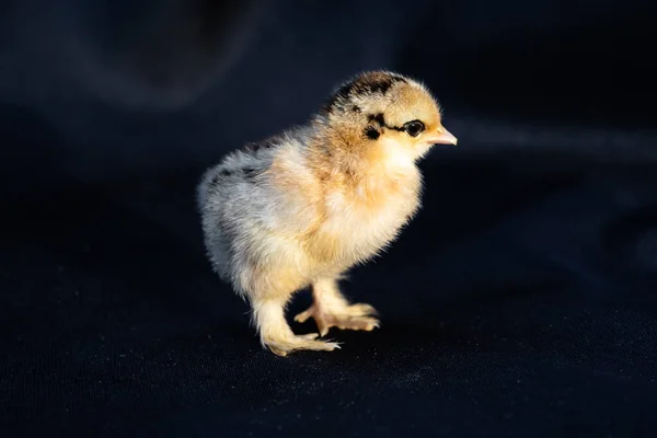 Baby Mini Cochin Chick Темно Синьому Фоні Тканини Студійному Світлі — стокове фото