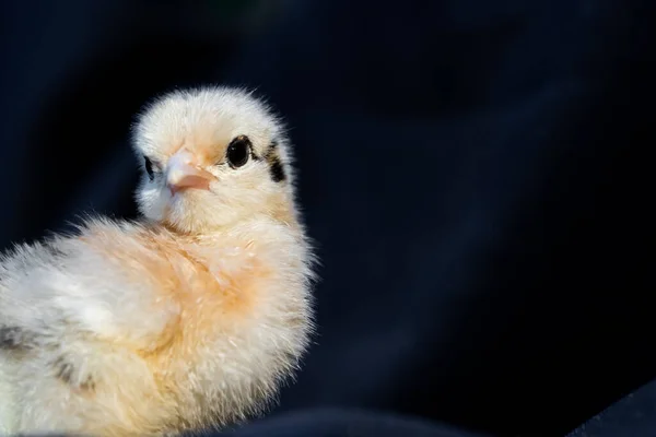 Baby Mini Cochin Chick Темно Синем Фоне Студийном Свете — стоковое фото