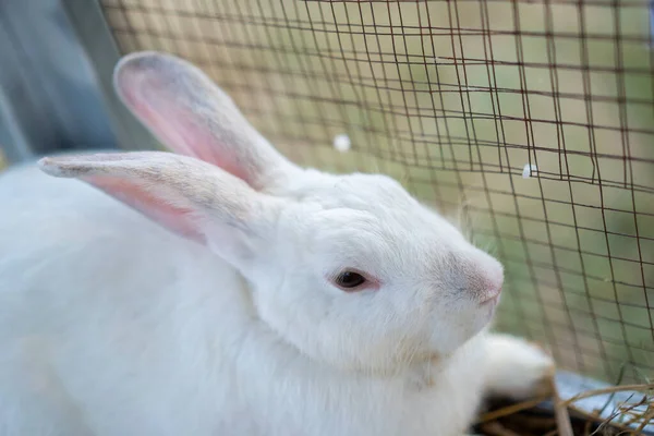 白いウサギが野外で檻の中に座っている — ストック写真