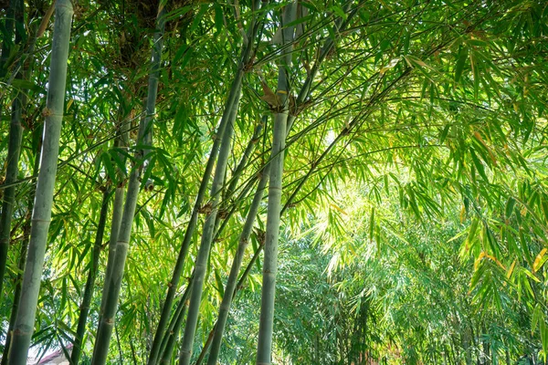 Krásný Bambusový List Strom Obrázek Pro Téma Asie Životní Styl — Stock fotografie