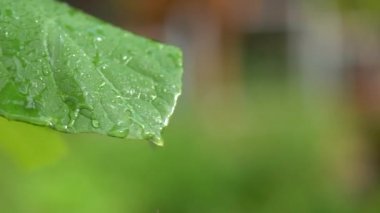 Arka planda bulanık olan taze bir yaprağın üzerindeki su damlasına yakın..