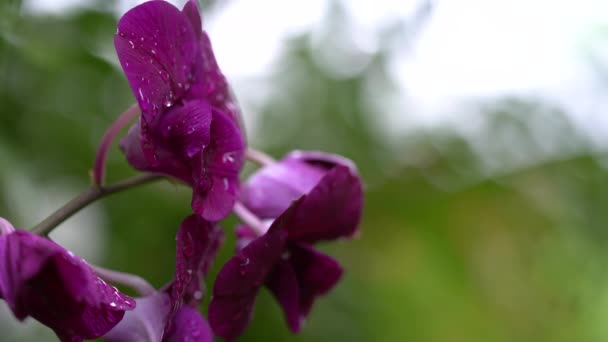 Stable Bloomin Dark Purple Orchid Falled Rain Any Movement Wind — Stock Video