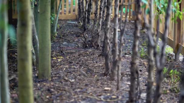 Tree Stub Good Soil Fallen Rain Wood Fence — Stock Video