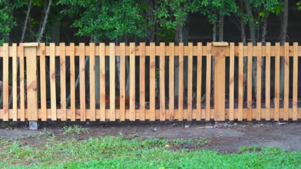 Hybrid Chicken Walked Wood Fence — Stock Video