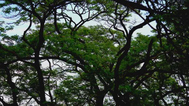チャムチュリの木 東インドのクルミ または空の背景に降る雨の後に風のないモンキーポッドの木 — ストック動画