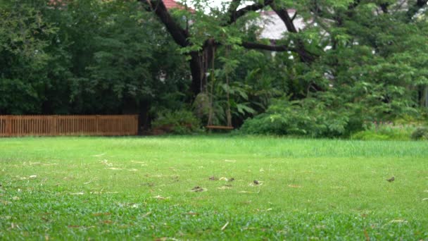 Troupeau de moineaux sur l'herbe avec un grand arbre et un fond oscillant .
