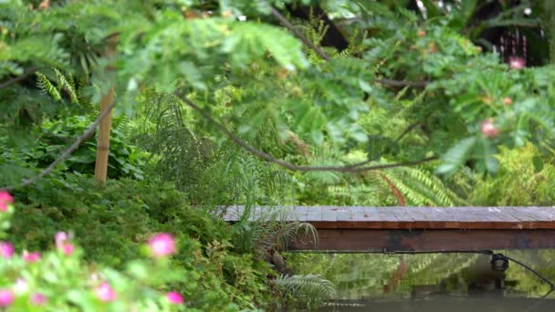 Holzbrücke Üppigen Garten Mit Farn Ostindischem Walnussbaum Und Kleinem Fluss — Stockvideo