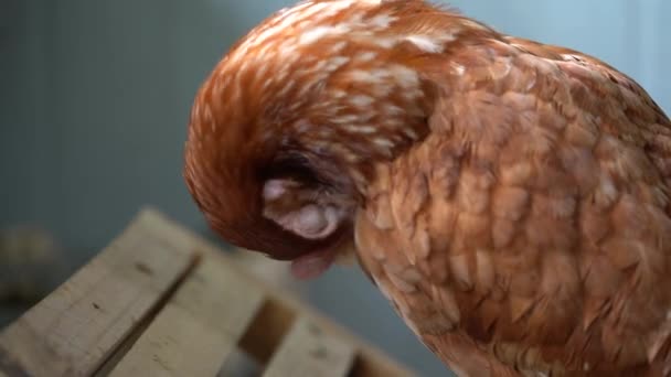 Hybrid Chick Pellizca Pluma — Vídeos de Stock
