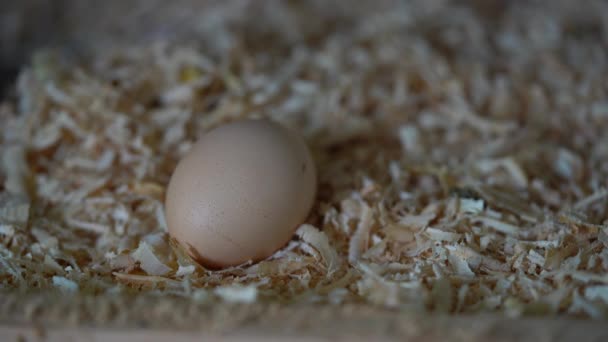 Close One Chick Egg Any Movement Saw Dust — Stock Video