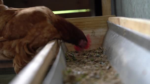 Hybridní Kuřata Jedí Jídlo Kuřecím Žlabu — Stock video