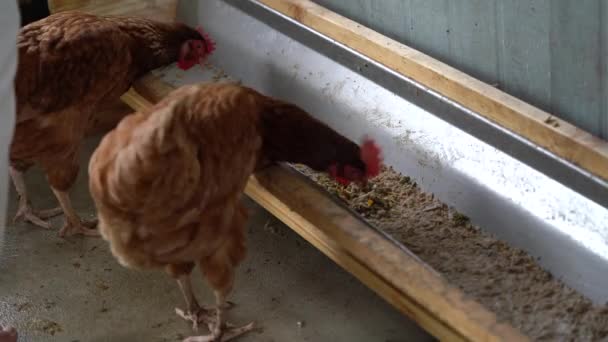 Feeding Food Hybrid Chicken Farm — Stock Video