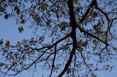 Depresyondaki ağaç dalları ve büyük yaprak kazadan dolayı yanmış yangın arka planda mavi gökyüzü