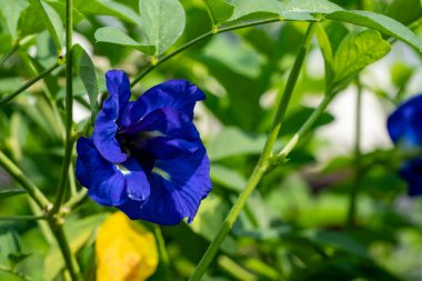 Bezelye çiçeği yeşili sarmaşık ve bitkisel artistik resim için kenar boşluğu kopyala.