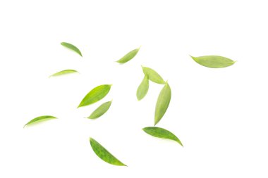 Beyaz arka planda Stüdyo ışığı altında Yaprak Düzensizliği.