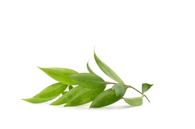 İzole edilmiş yaprak ve dallar stüdyo ışığı altında beyaz arka plana konur.