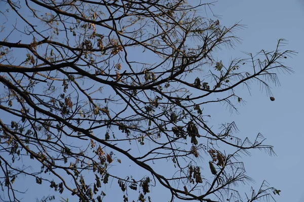 Rama Deprimida Hoja Árbol Grande Que Quemó Por Accidente Fuego — Foto de Stock