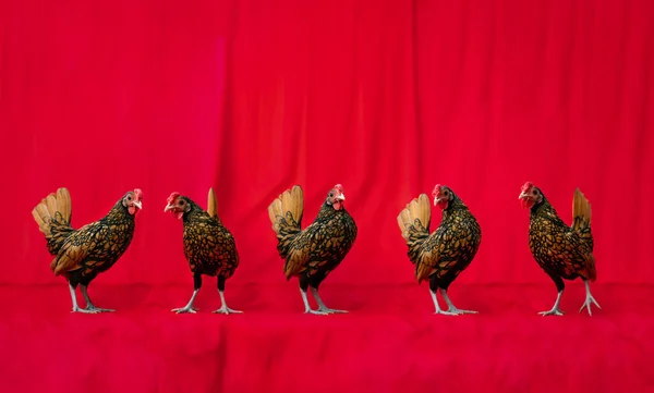 Sebright Chicken Team Stă Rândul Din Fața Fundalului Pânză Roșie — Fotografie, imagine de stoc