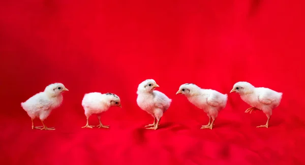 Маленьких Гамбургских Цыплят Стоят Ряд Фоне Красной Ткани — стоковое фото