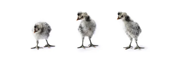 Ізольований Кут Білий Сірий Малюк Appenzeller Chicks Встановлена Рядку Білому — стокове фото