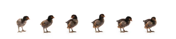 Ізольований Кут Чорного Коричневого Малюка Appenzeller Chicks Встановлена Рядку Білому — стокове фото