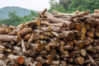 Ahşap kesim kütükleri bir sonraki faktöriyel işleme hazırlanmak için açık alanda düzenlenmiştir..