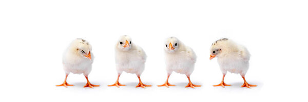 The baby Hamburg Chick is recognised in Germany and Holland. It's isolated standing on white cloth background.