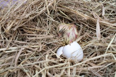 Leghorn yavrusu yuvadaki bir yumurtadan çıktı..