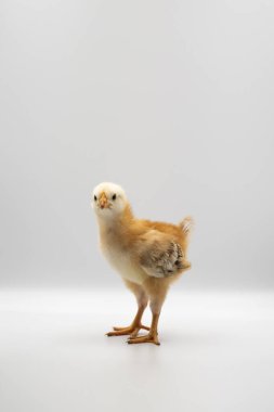 İzole edilmiş küçük Rhode Island Kırmızı Yavru Tavuk Takımı Stüdyo ışığı altında saf beyaz arka planda sıra bekliyor..