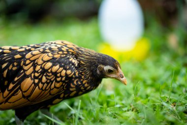 SeBright Chick 'in yeşil bahçe arka planında kahverengi rengini kapat..