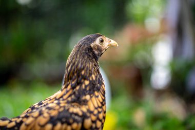 SeBright Chick 'in yeşil bahçe arka planında kahverengi rengini kapat..