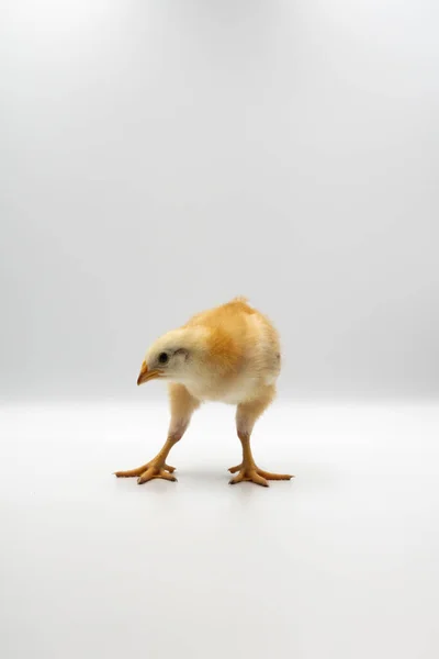 Izolacja Little Rhode Island Red Baby Chicken Team Stand Row — Zdjęcie stockowe