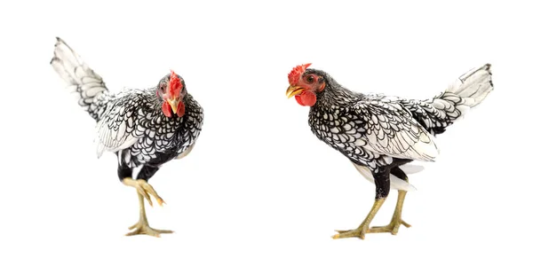 Zwei Isolierte Sebright Chicken Auf Weißem Hintergrund Studiolicht — Stockfoto
