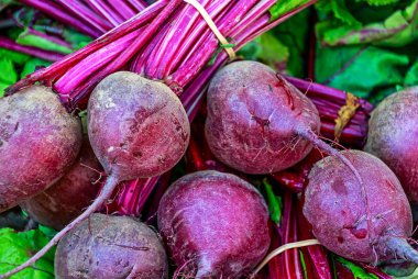 Taze yaprakları ile lezzetli kırmızı pancar hasat