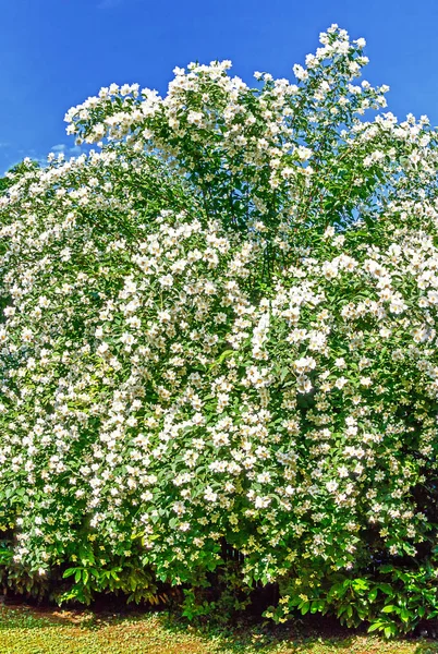 Chalupus Coronarius Sweet Mock Orange Dogwood Inglês — Fotografia de Stock