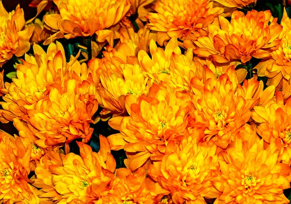 Gelb Goldene Chrysanthemen Hintergrund — Stockfoto