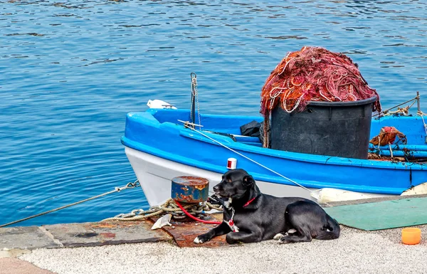 彼のガードの黒犬と青漁師船 — ストック写真