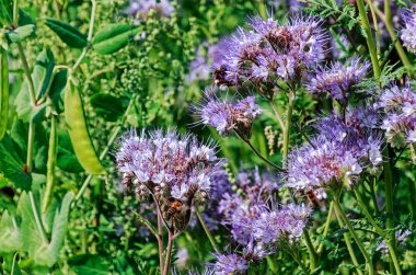 Dantelli Phacelia (Phacelia tanacetifolia) - yem tesisi yanı sıra gübre, ilaç ve arı tesisi