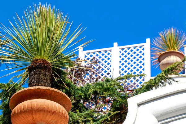 Gyönyörű Cserepes Yucca Pálma Yucca Filamentosa Capri Városában Olaszország — Stock Fotó