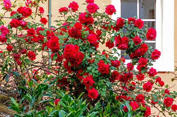 Lush Flowering High Red Climbing Rose Bush Front White Window — Stock Photo, Image