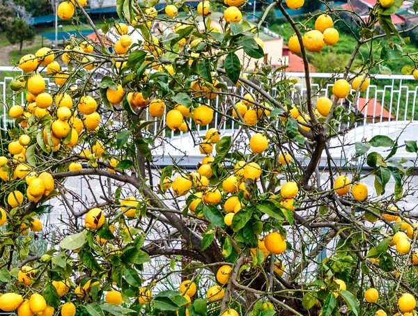 Rich Harvest Lemon Tree Italian House Garden — Stock Photo, Image