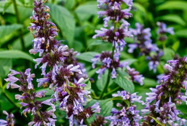 Catmint da bilinen mavi çiçekli catnip (Nepeta faassenii)