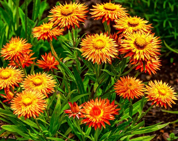 Xerochrysum Bracteatum Commonly Known Golden Everlasting Strawflower — Stock Photo, Image