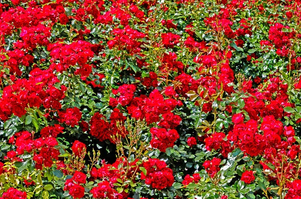 Het Prachtige Crimson Bed Steeg Met Glanzende Bladeren Achtergrond — Stockfoto